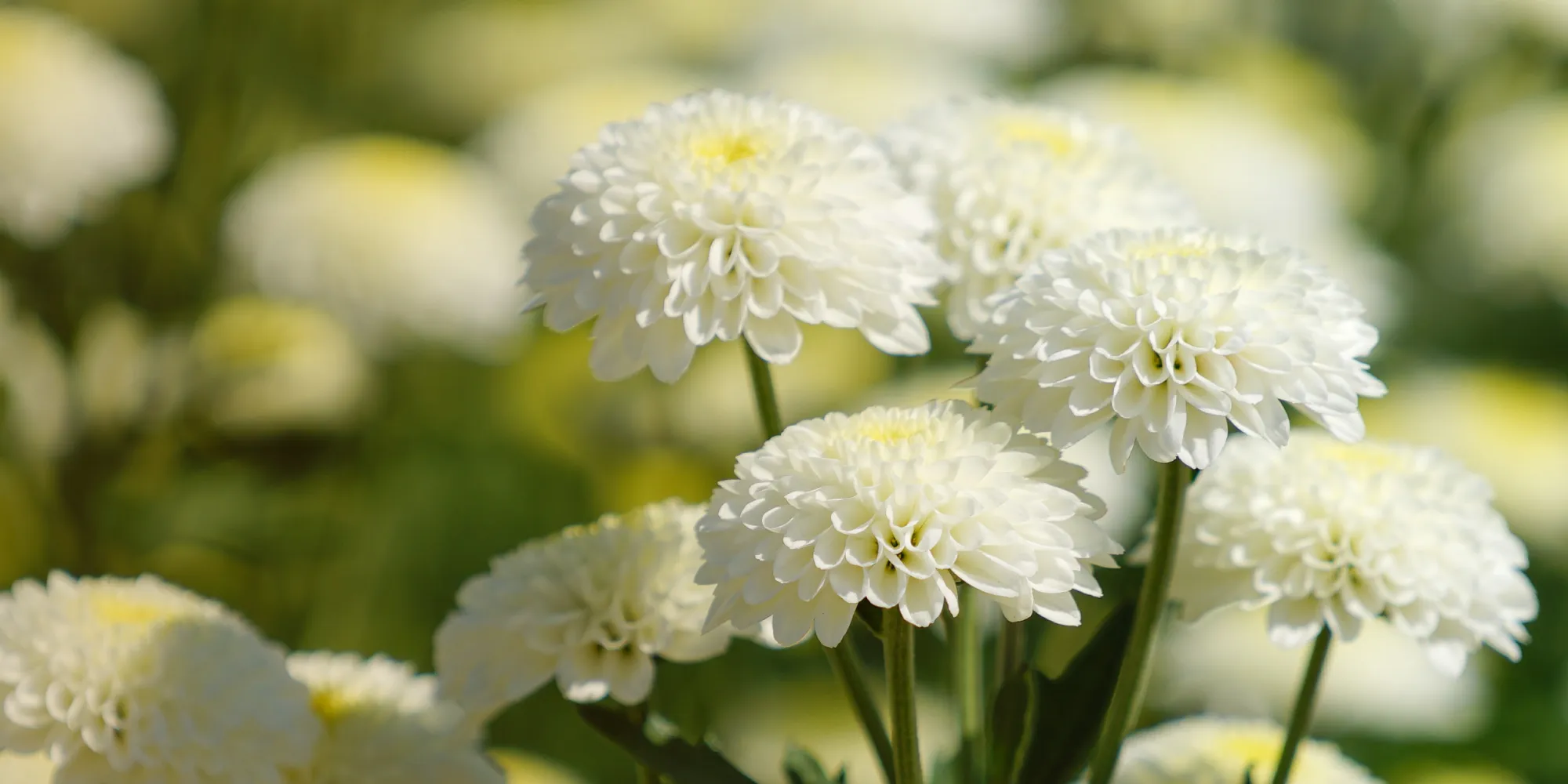 宏儒生命禮儀有限公司-禮儀社,禮儀公司,嘉義禮儀社,東區禮儀社