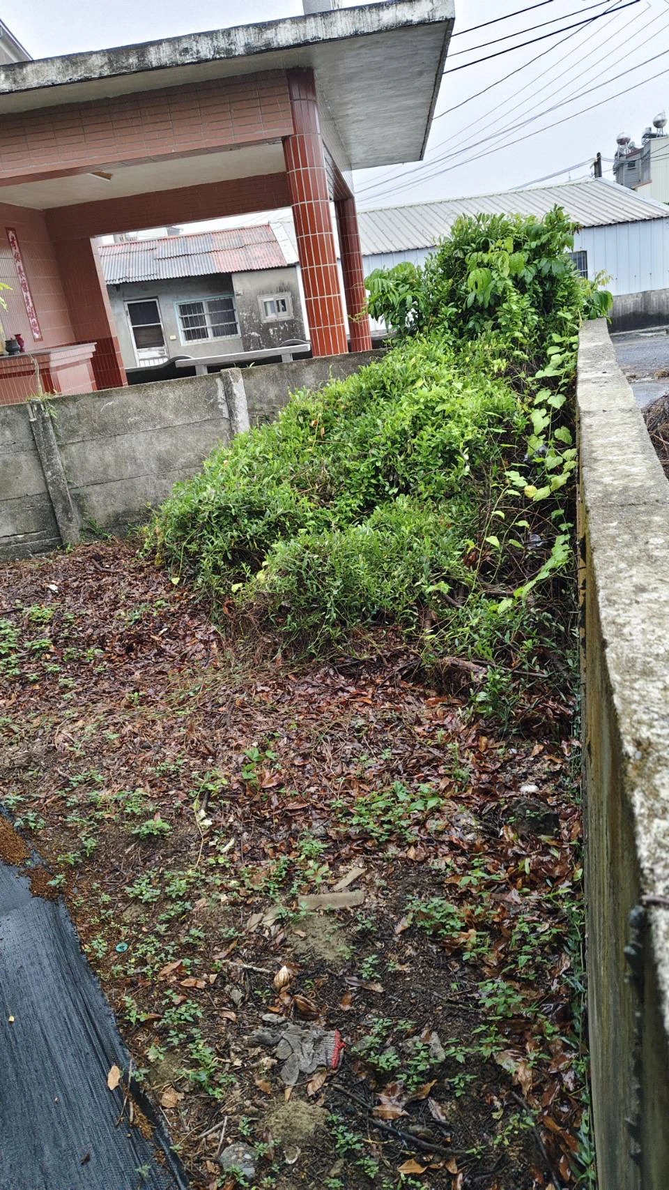 台南東山區廢棄樹木清運