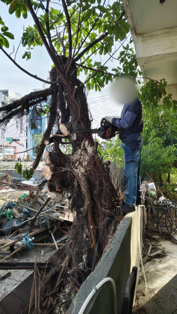 南區同興路 樹木鋸除雜項清運