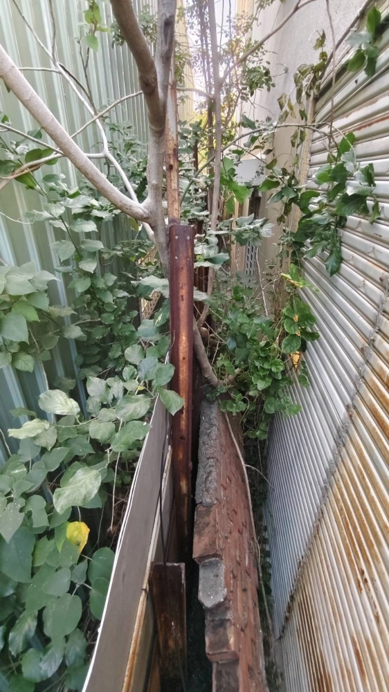 南區同興路 樹木鋸除雜項清運