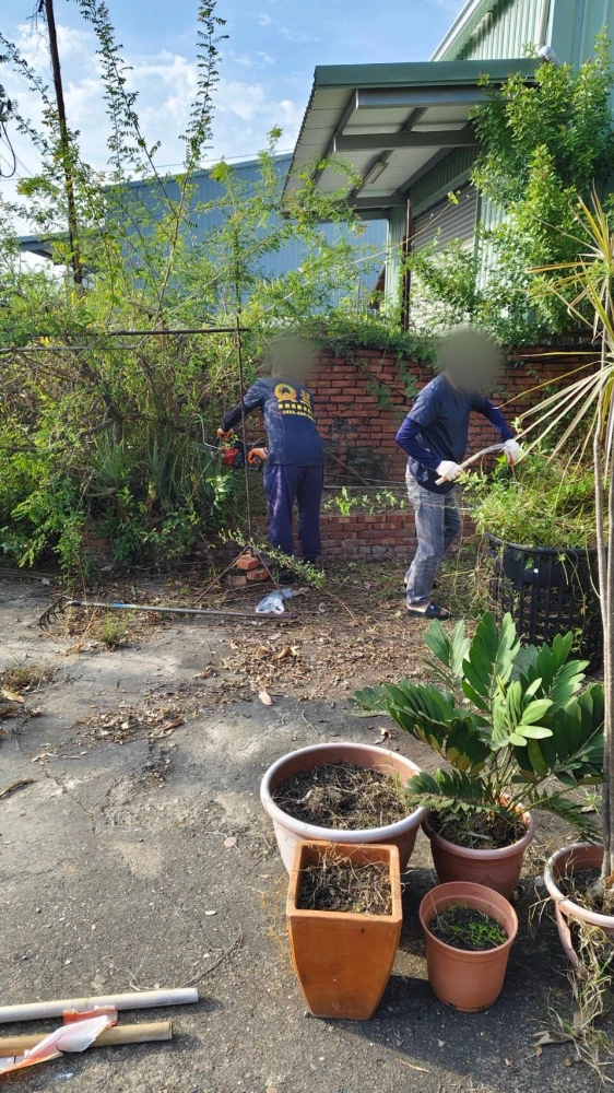 南區同興路 樹木鋸除雜項清運