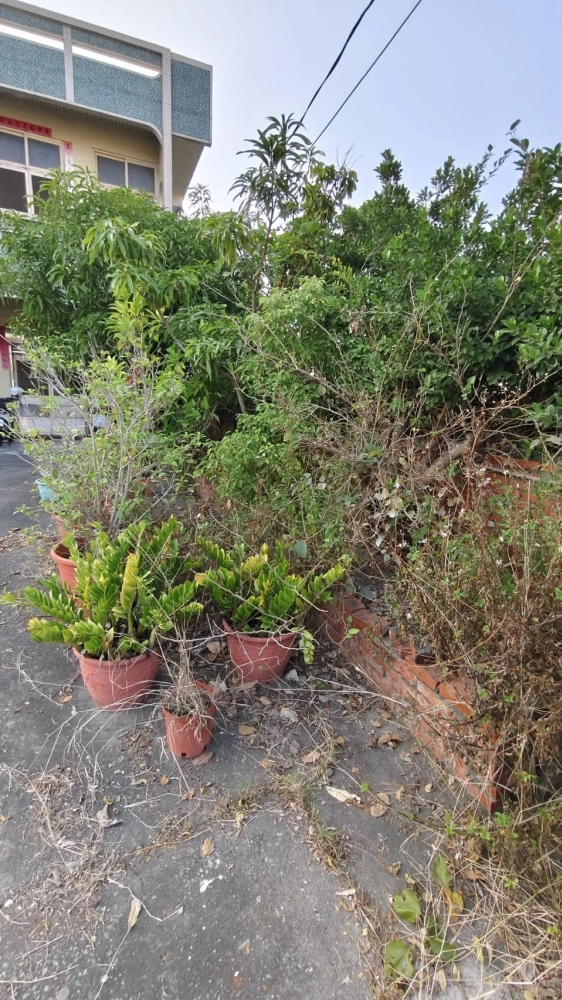 南區同興路 樹木鋸除雜項清運