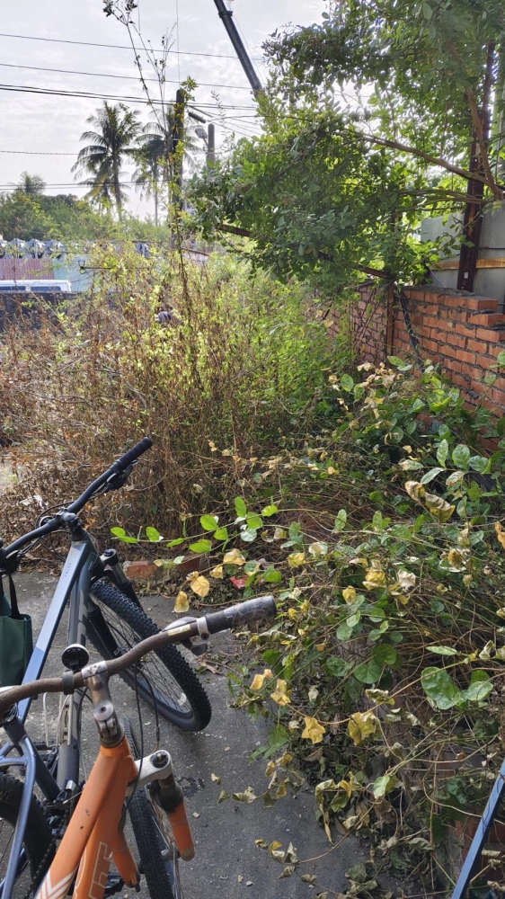 南區同興路 樹木鋸除雜項清運