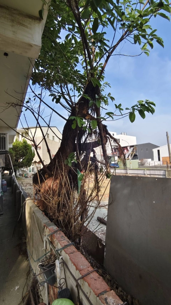 南區同興路 樹木鋸除雜項清運