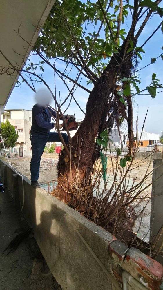 南區同興路 樹木鋸除雜項清運