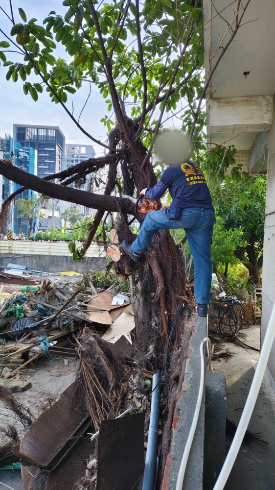 南區同興路 樹木鋸除雜項清運