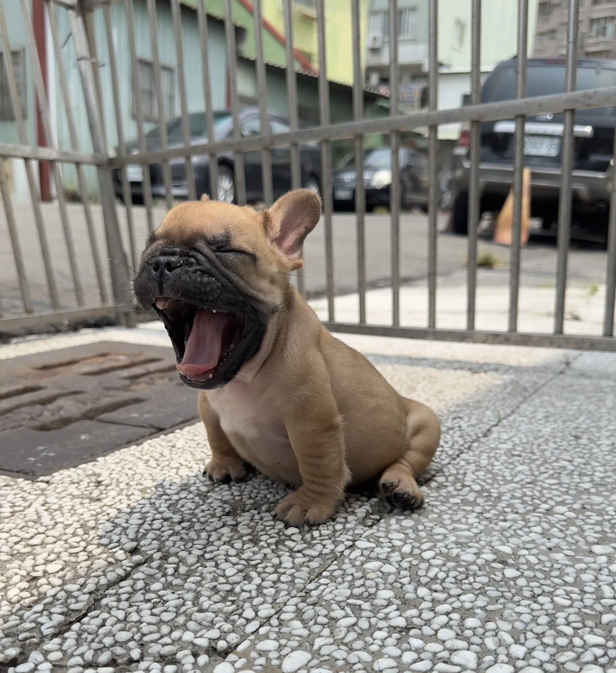 法鬥幼犬｜公