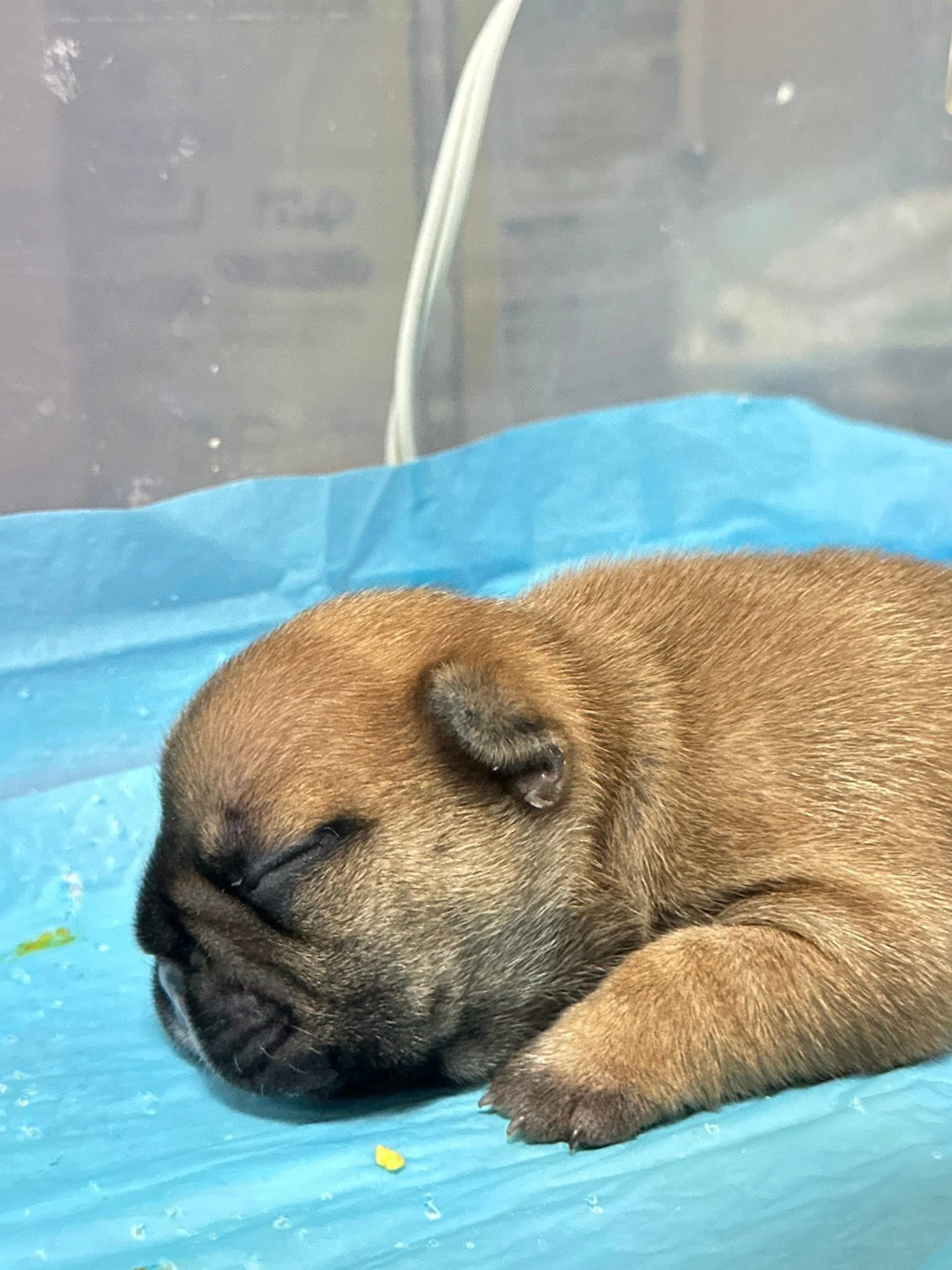 （已有家）法國鬥牛犬