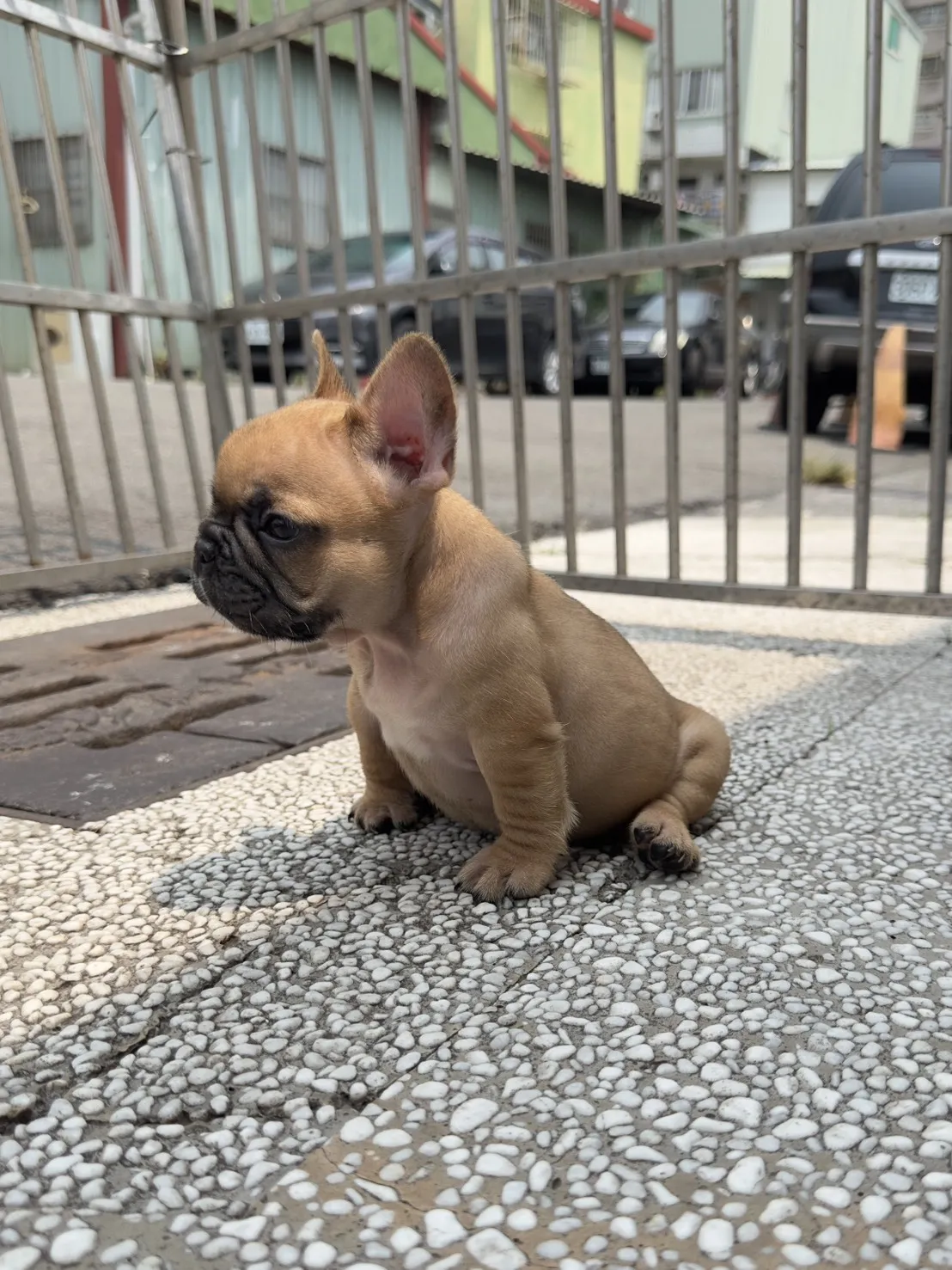 法鬥幼犬｜公