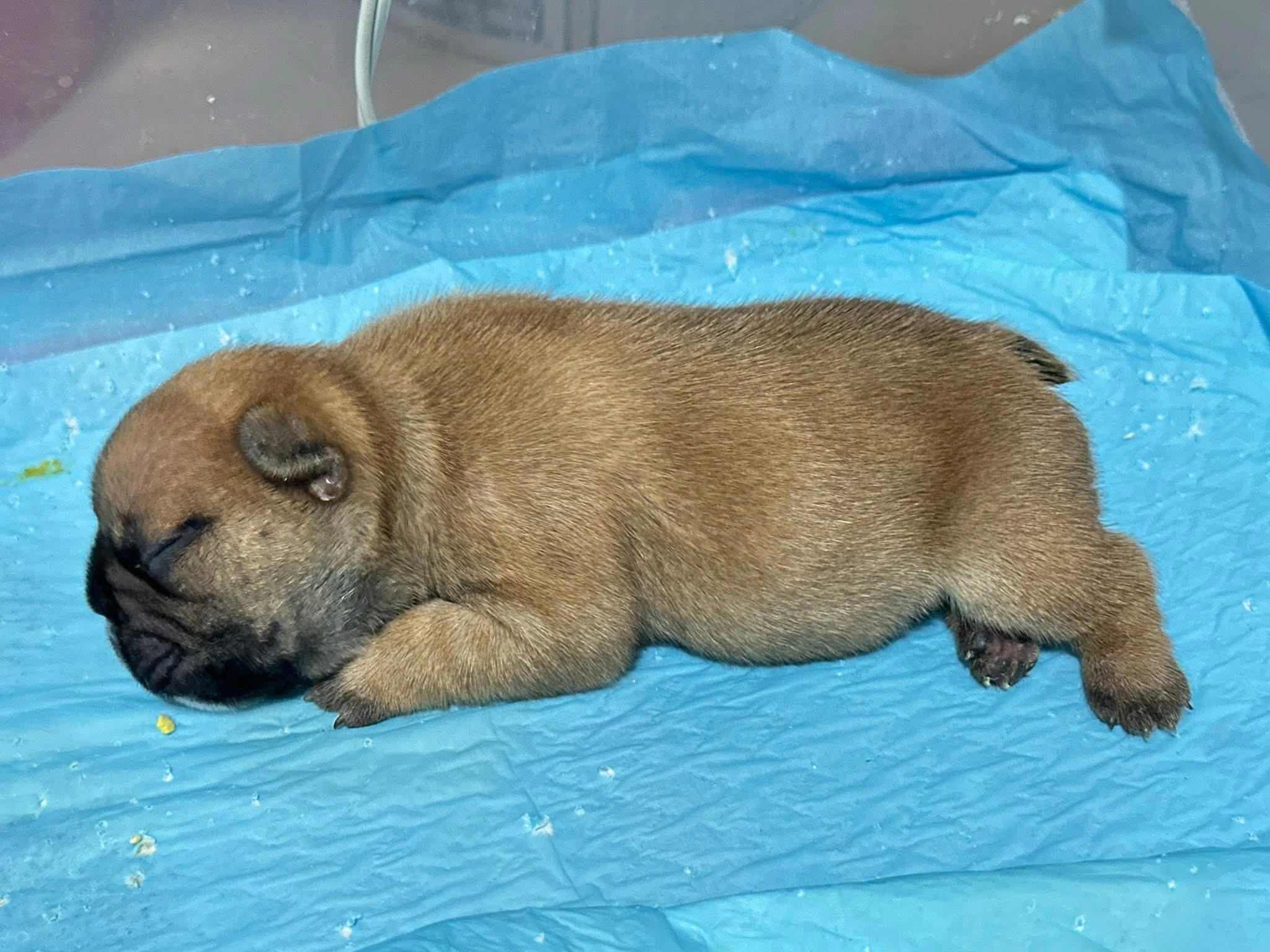 （已有家）法國鬥牛犬