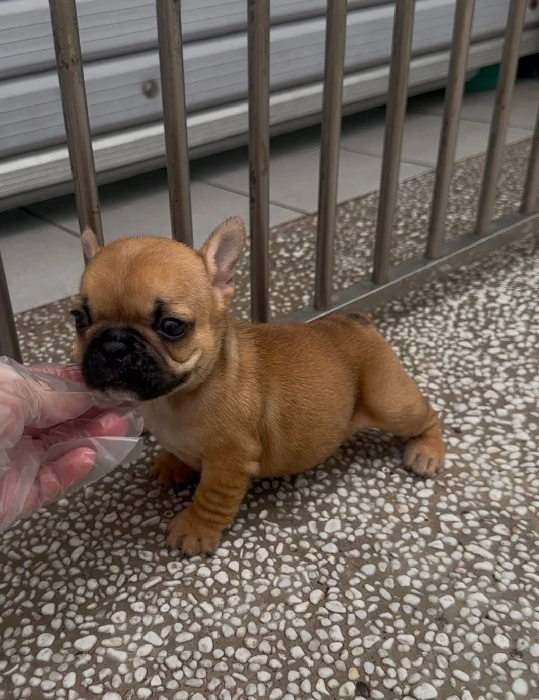 （已有家）法鬥幼犬