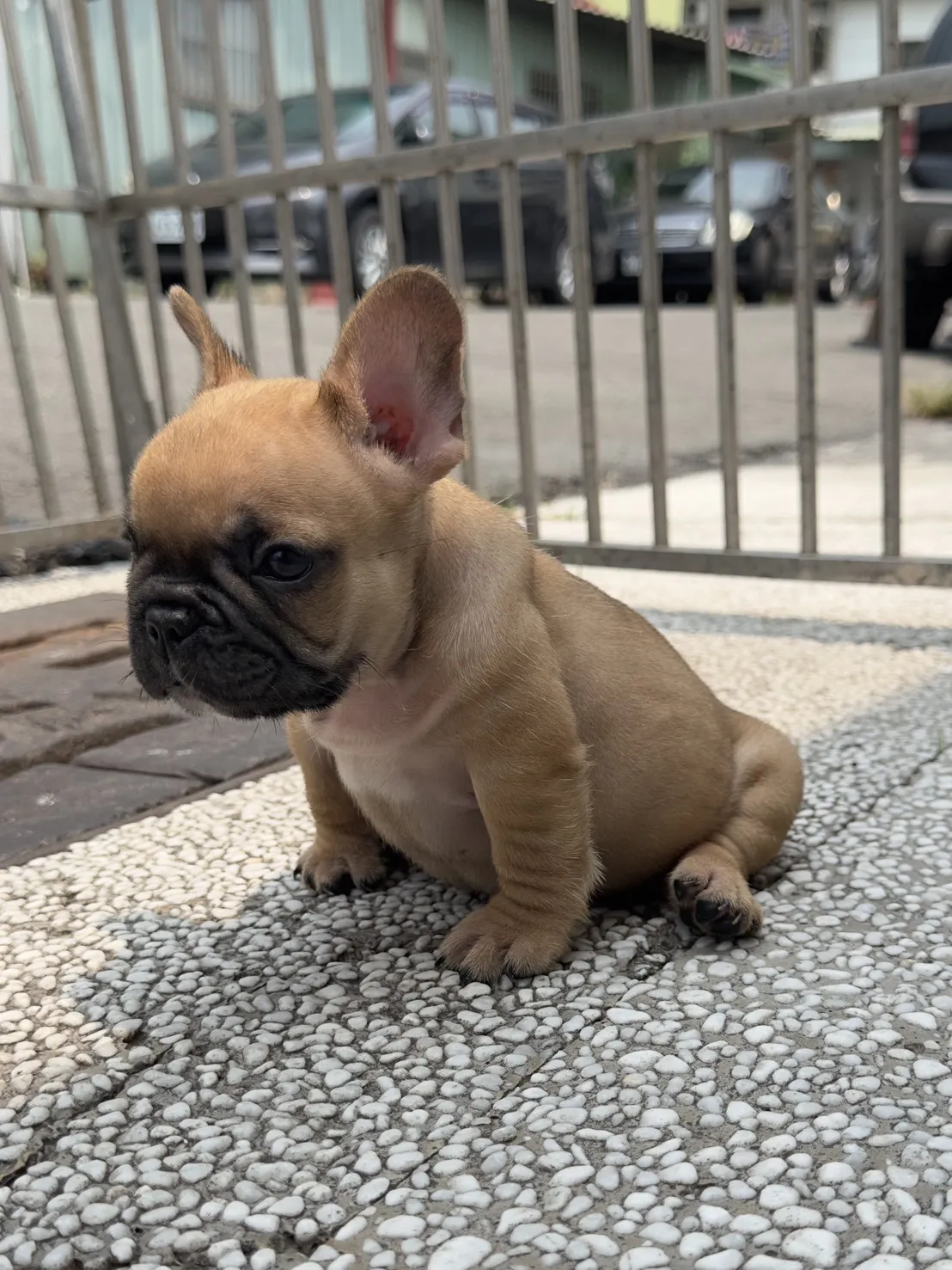 法鬥幼犬｜公