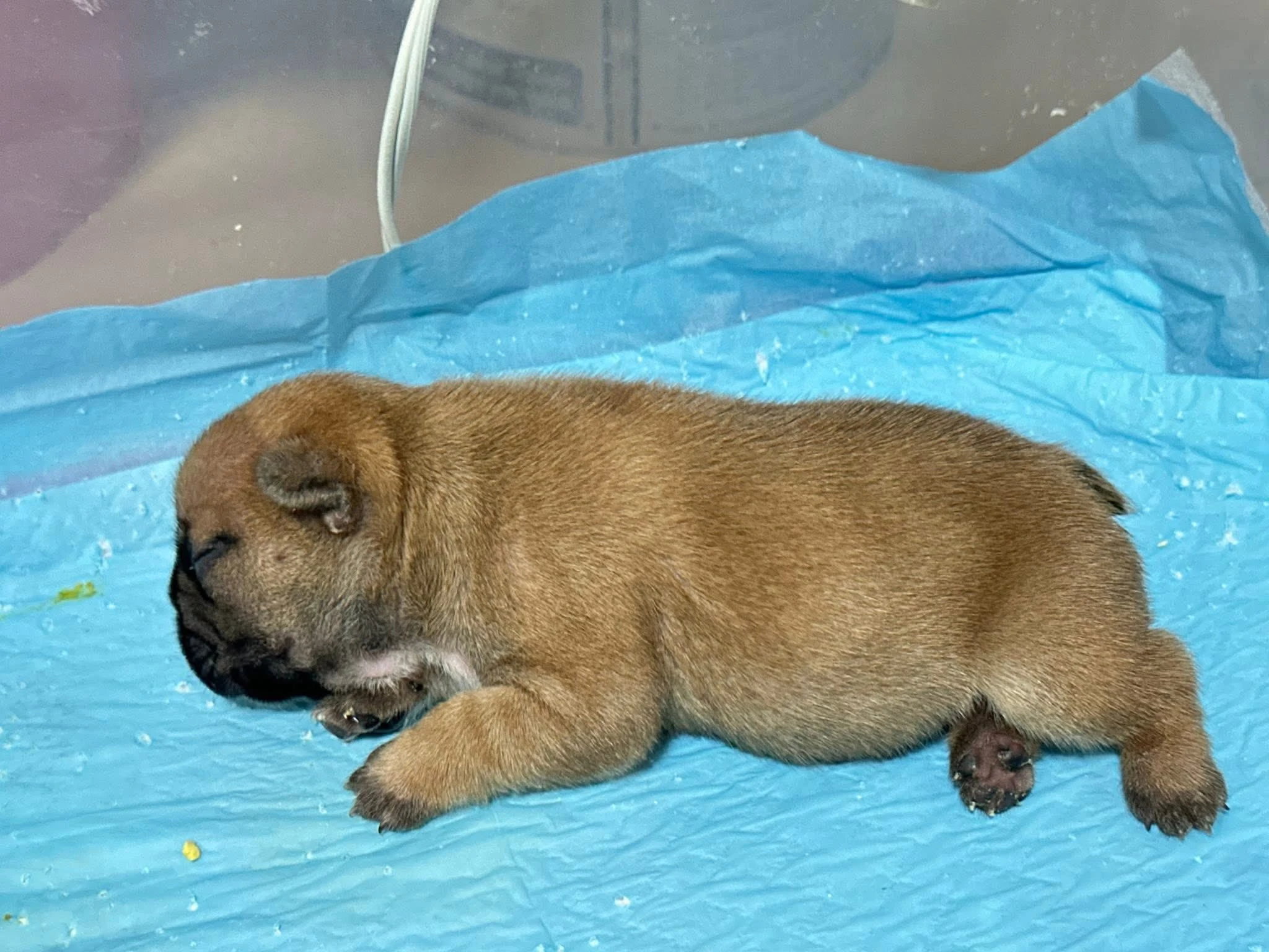 （已有家）法國鬥牛犬