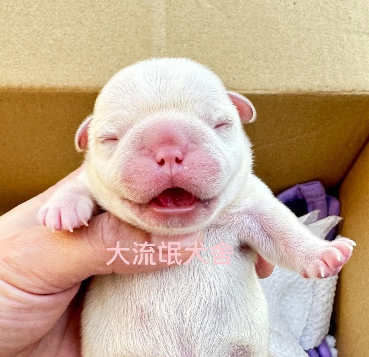 （已有家）法鬥幼犬