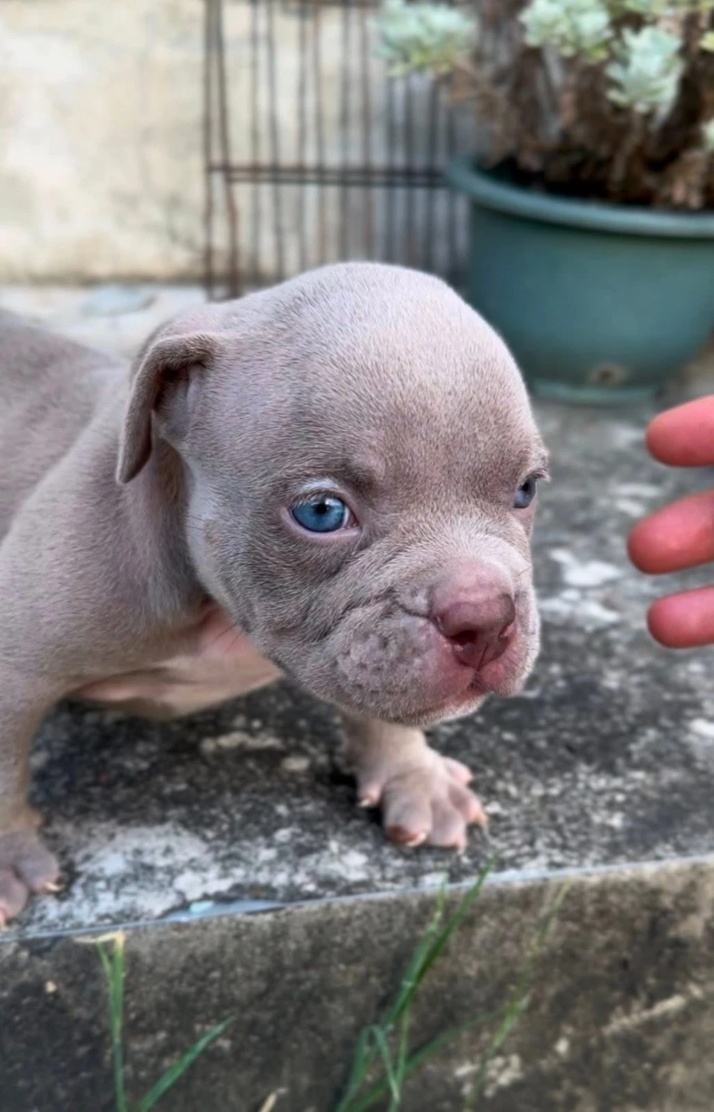 （已有家）紫丁香惡霸幼犬
