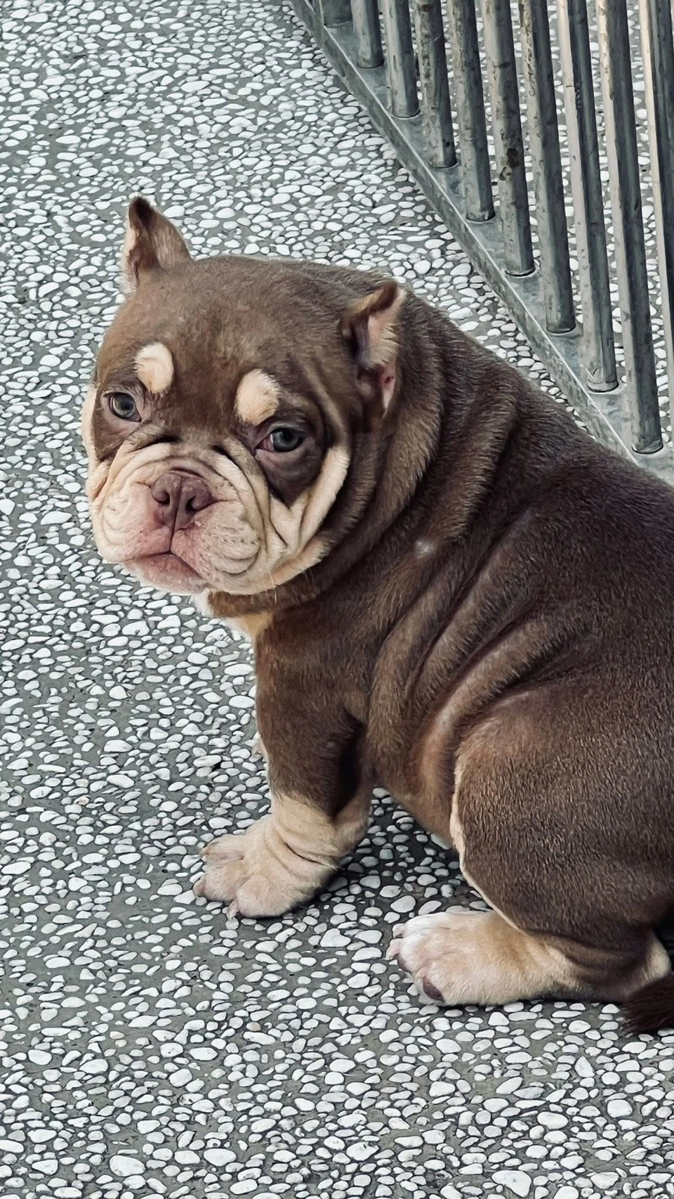（已有家）惡霸幼犬