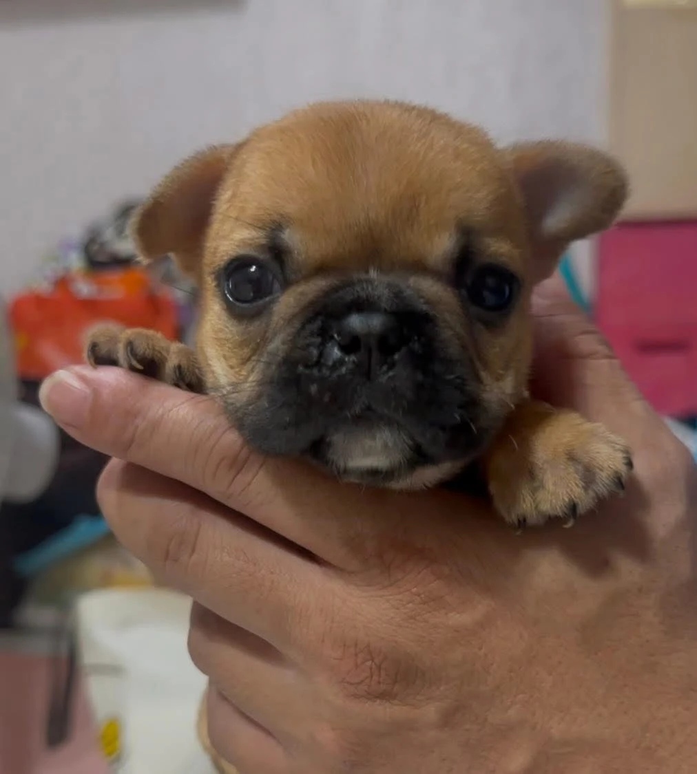 （已有家）法鬥幼犬