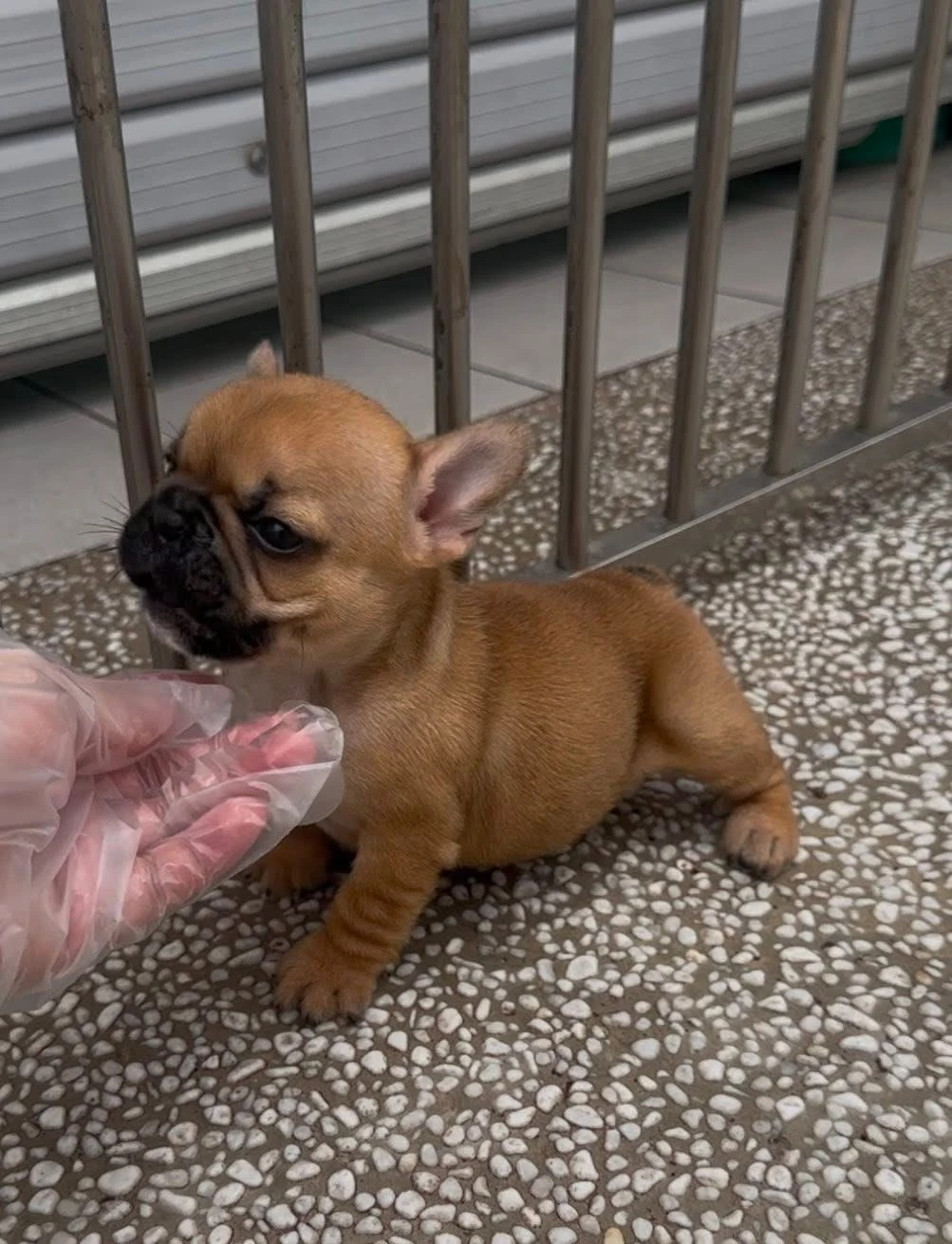 （已有家）法鬥幼犬
