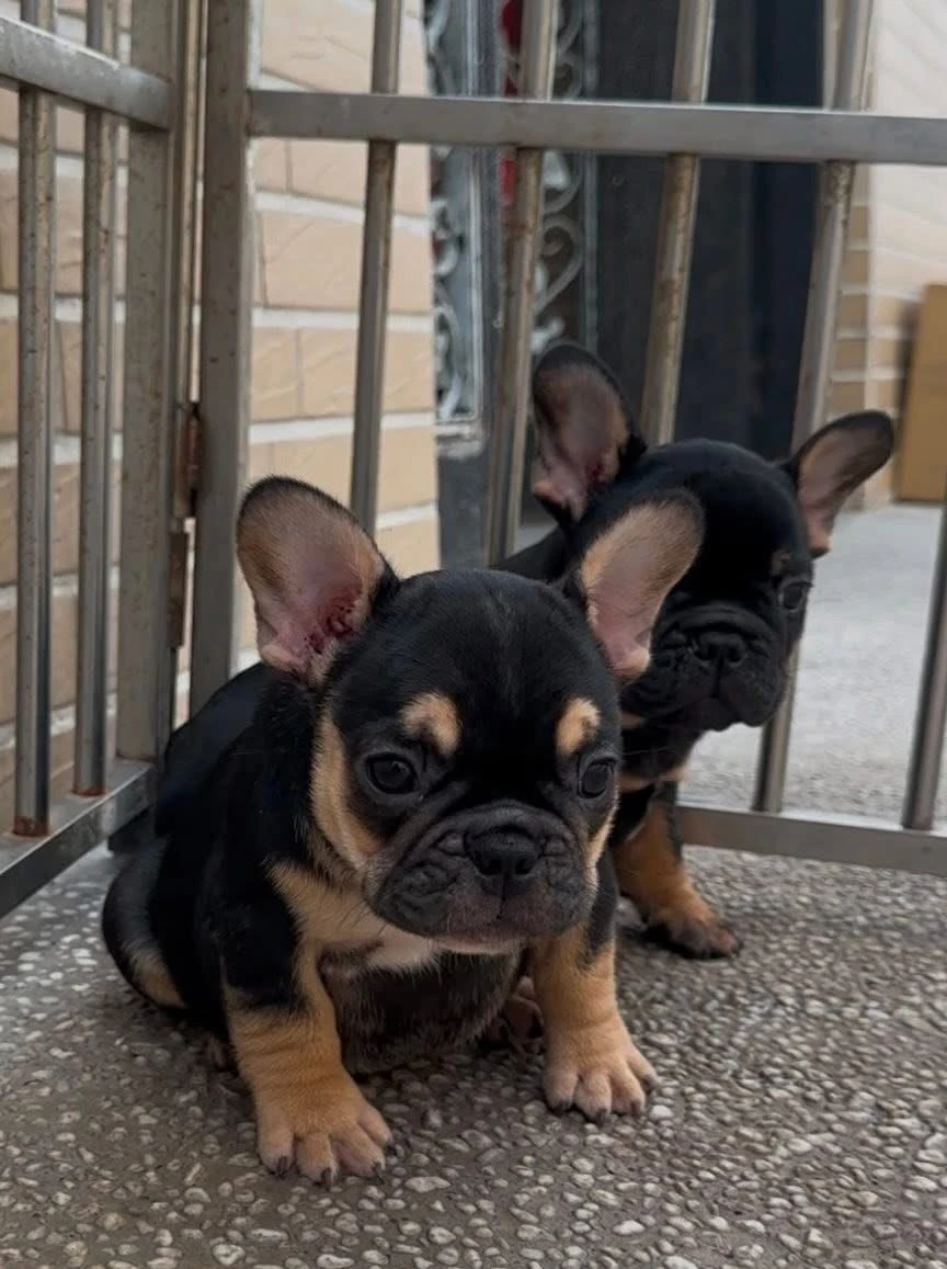 （已有家）法鬥幼犬