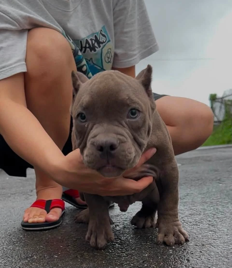 惡霸幼犬