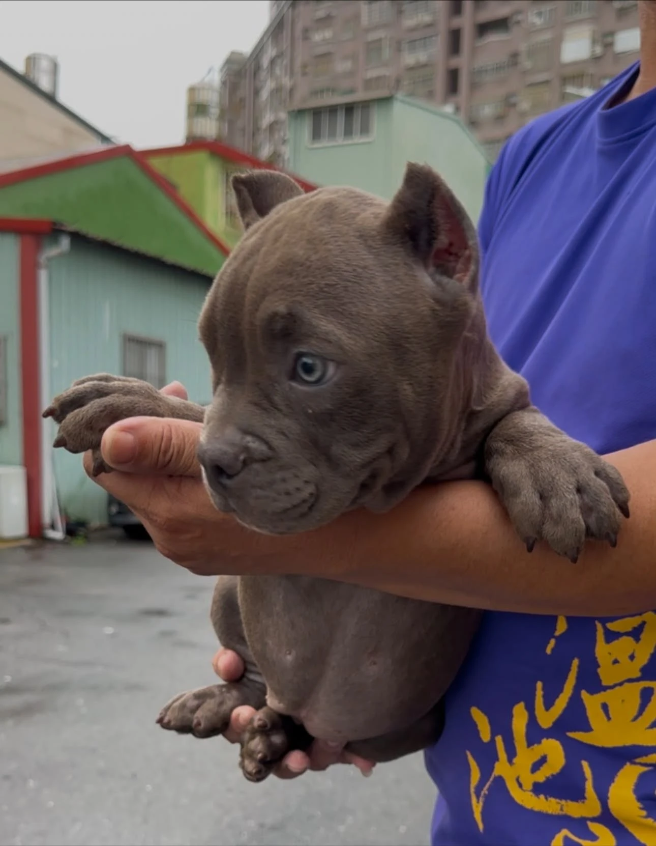 惡霸幼犬