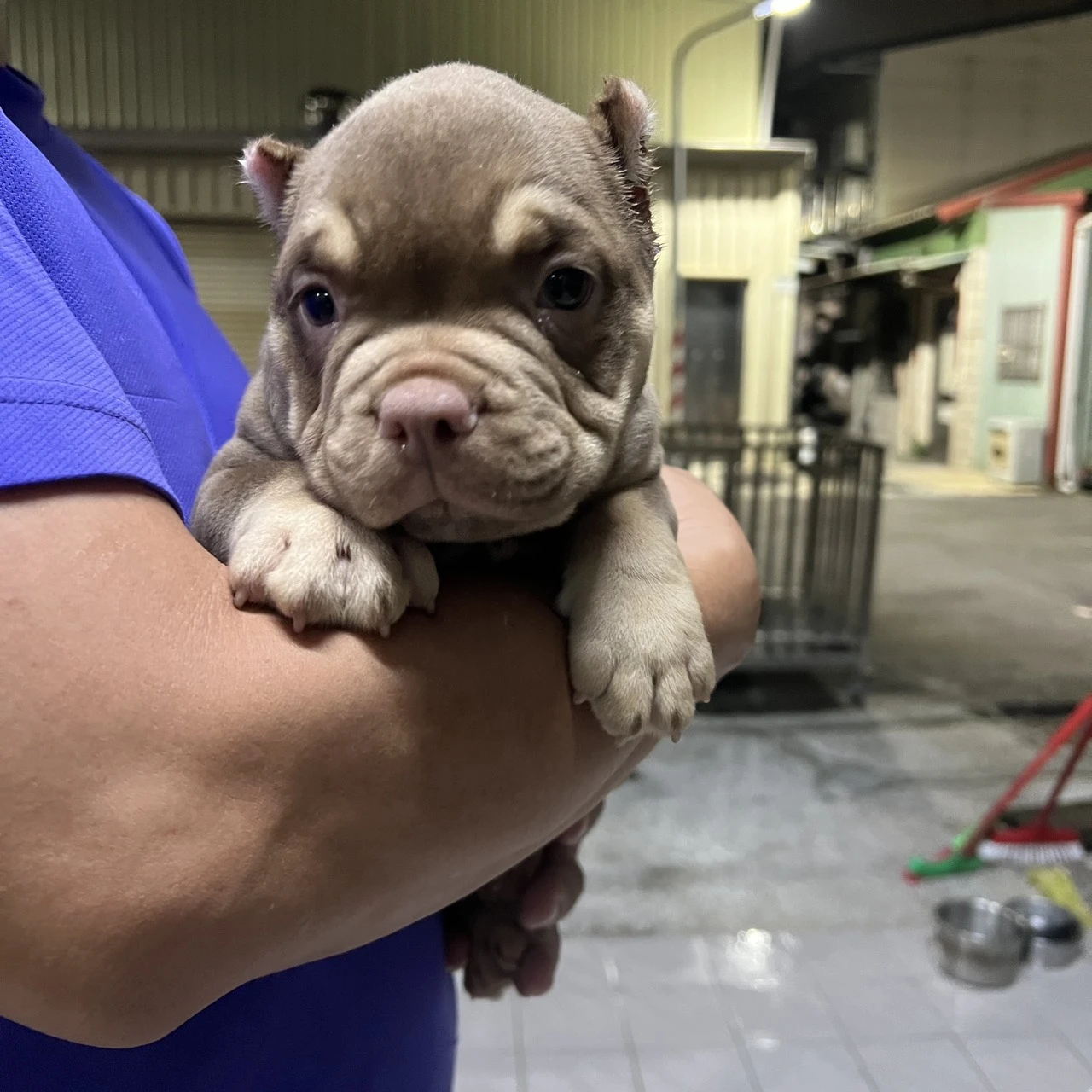(已有家)惡霸幼犬