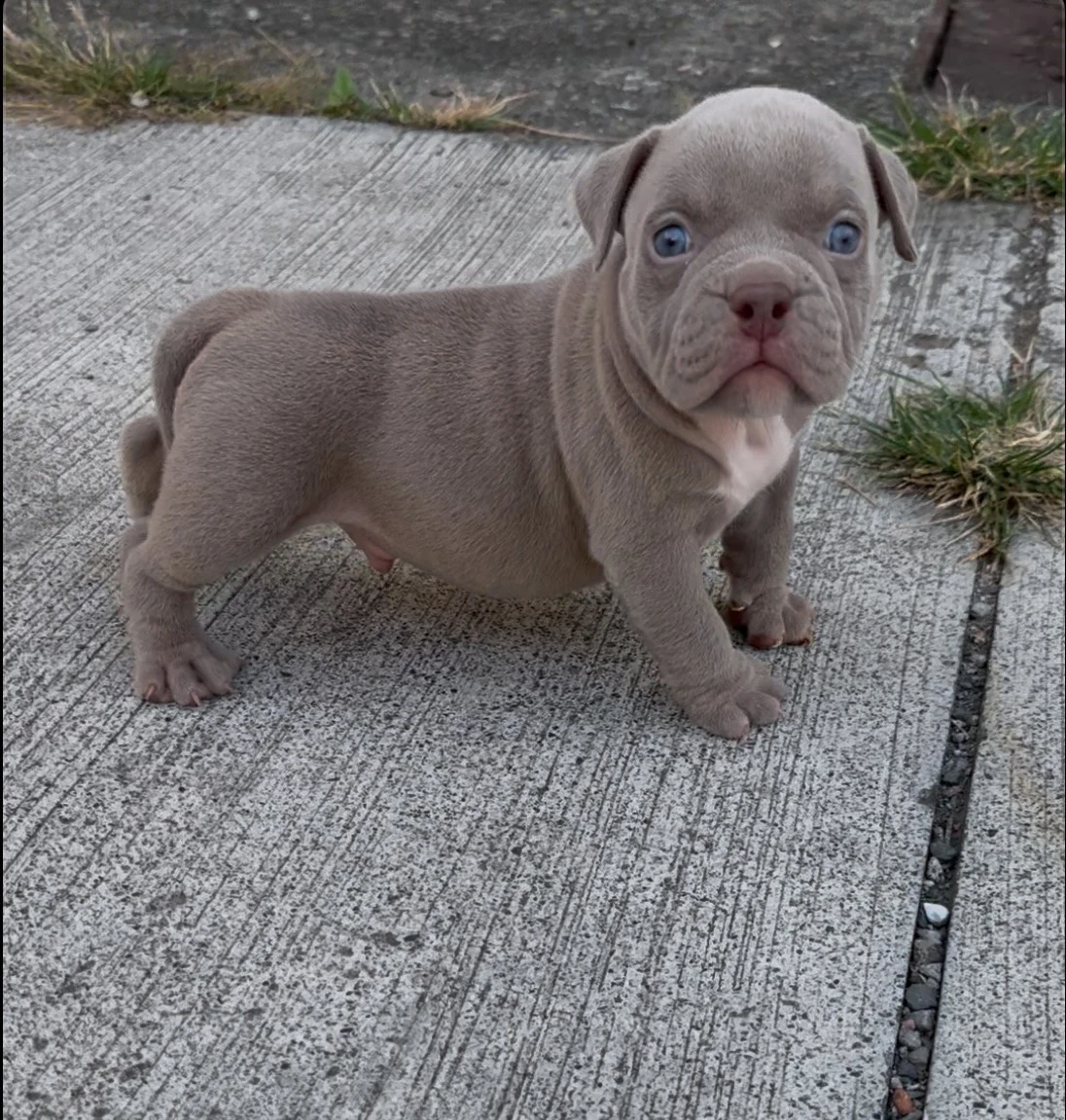 （已有家）紫丁香惡霸幼犬