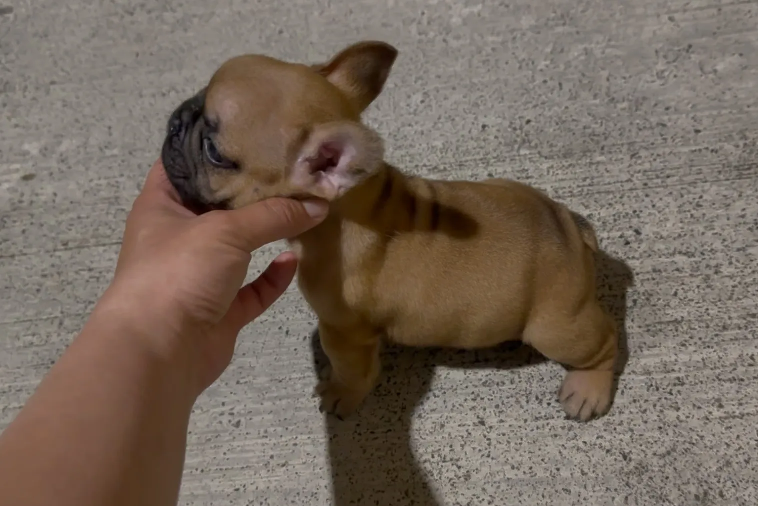 法鬥幼犬｜公