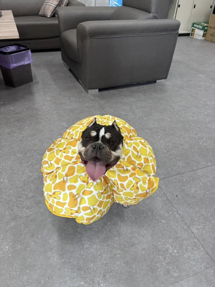 惡霸犬幸福回家日記