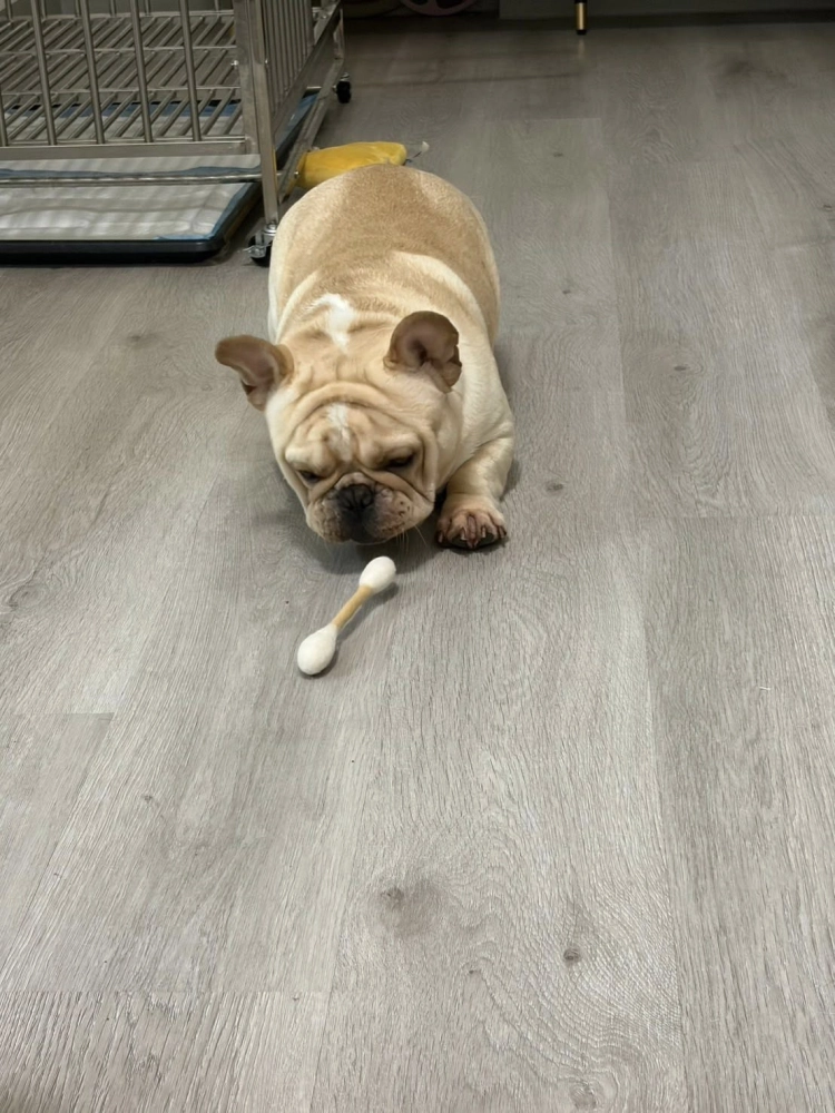惡霸犬幸福回家日記