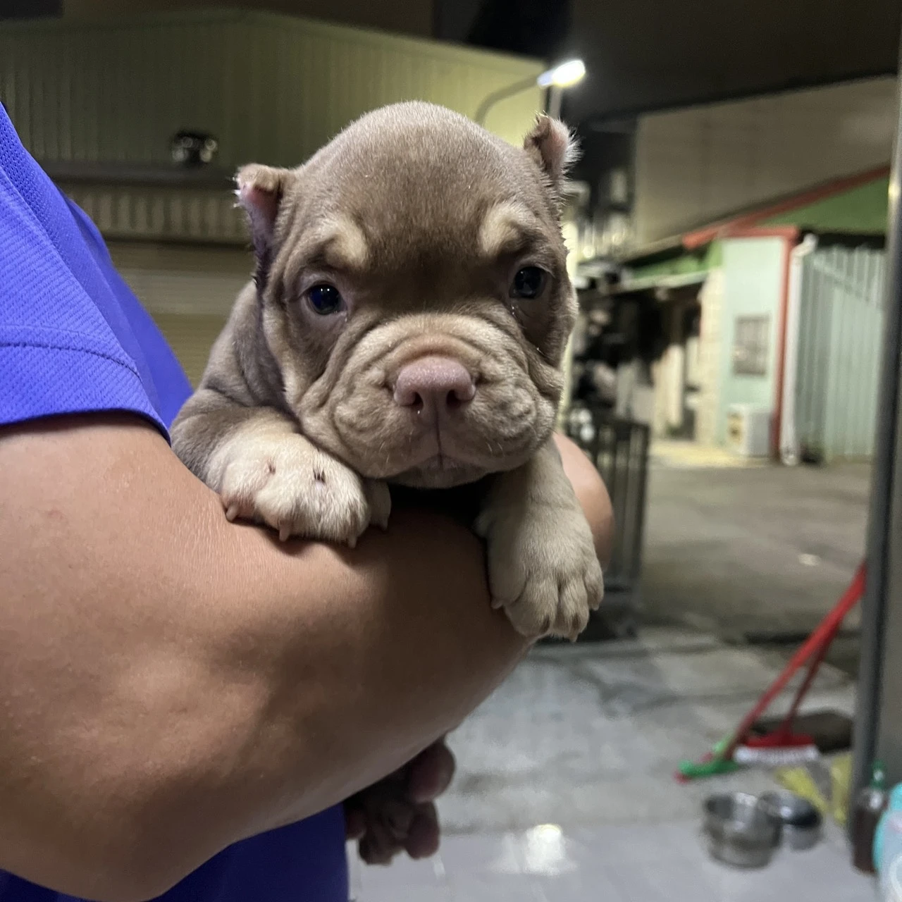 (已有家)惡霸幼犬