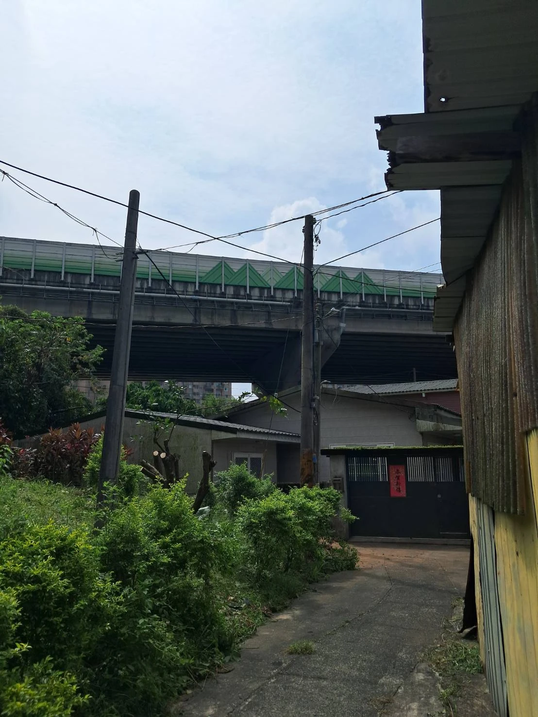 電線桿旁樹木移除