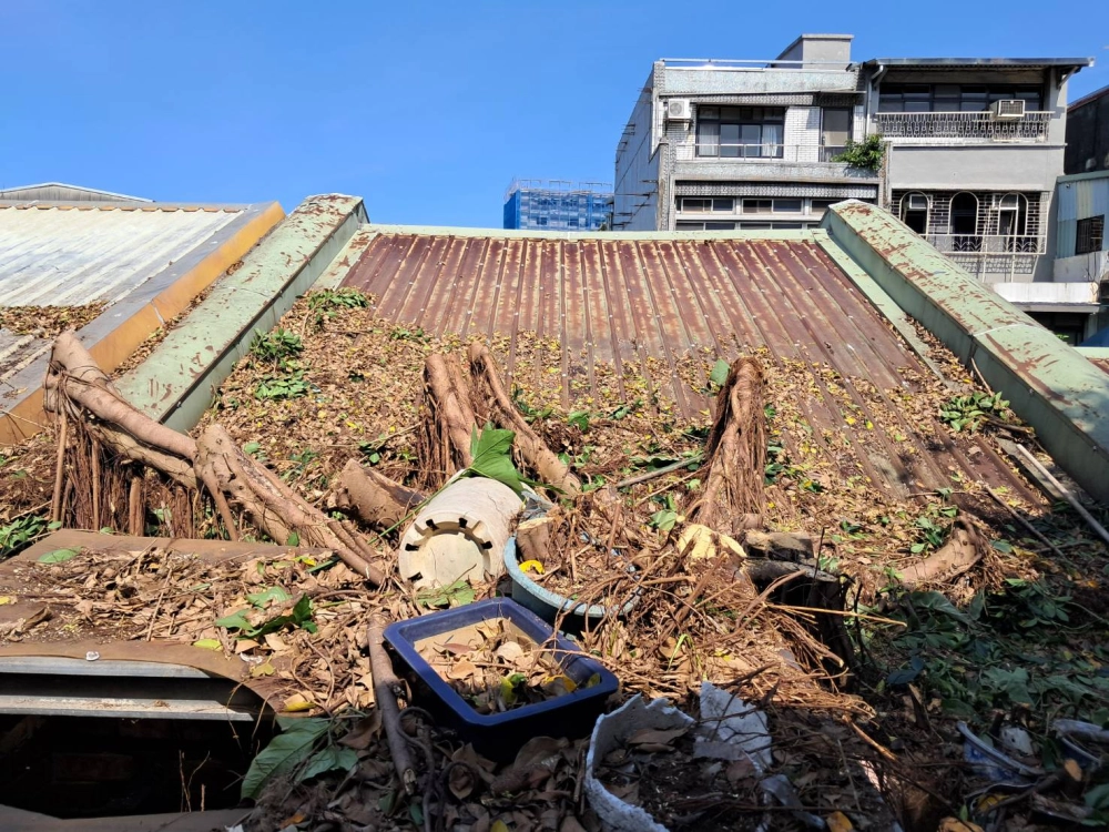 攀樹修剪作業處理前