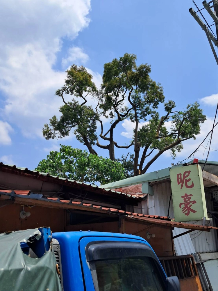 高空樹木修剪處理後