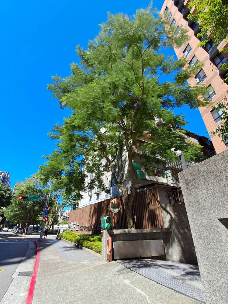 社區行道樹疏枝.縮冠修剪（前）