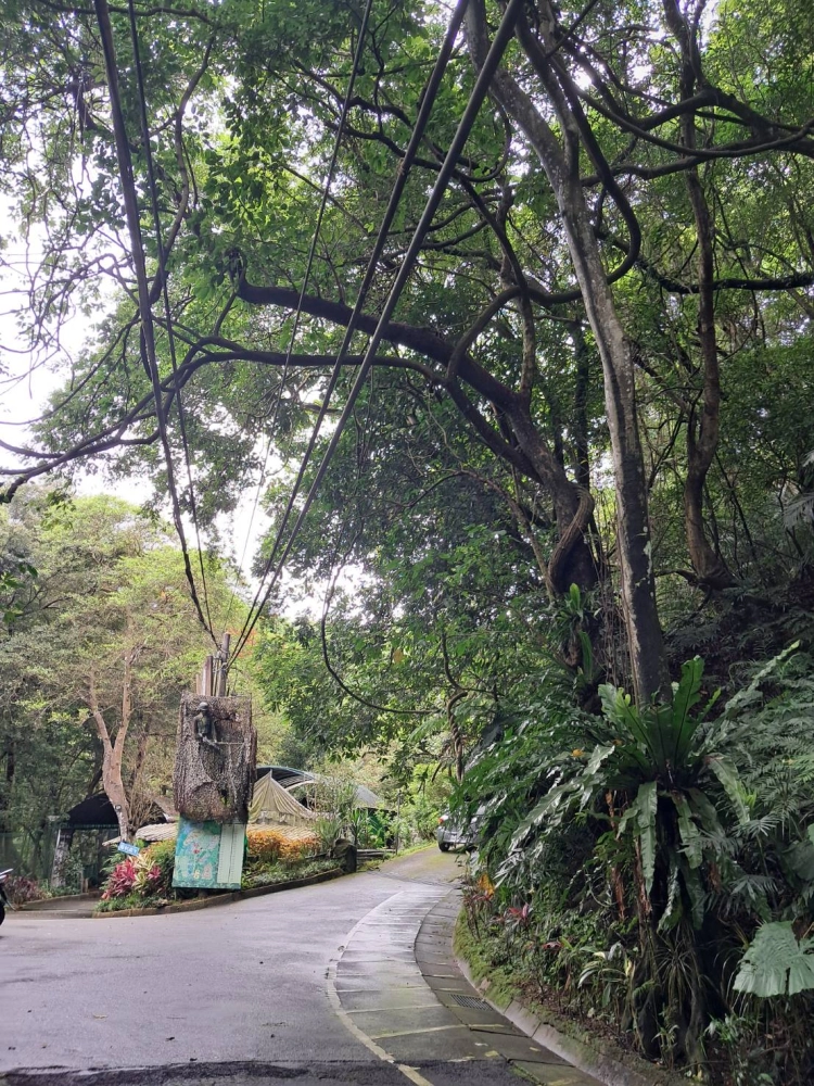 邊坡.電線上方危處處理前.後