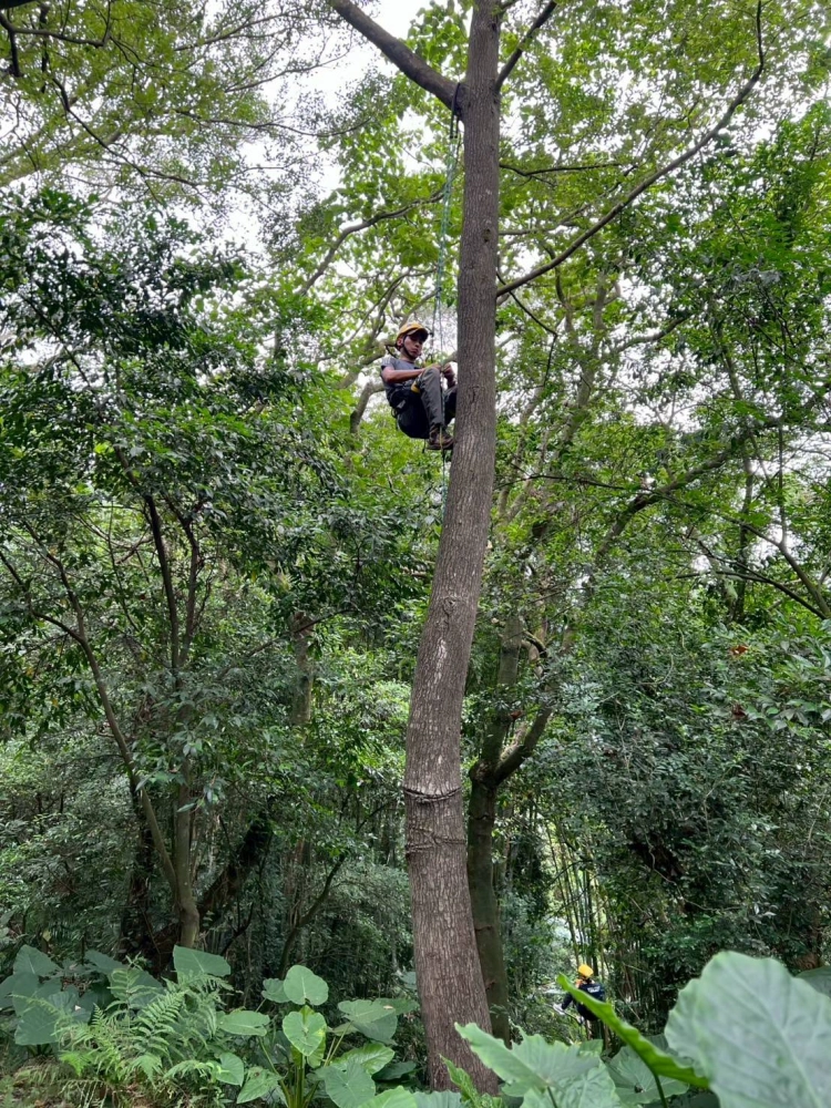 特殊地形攀樹修剪