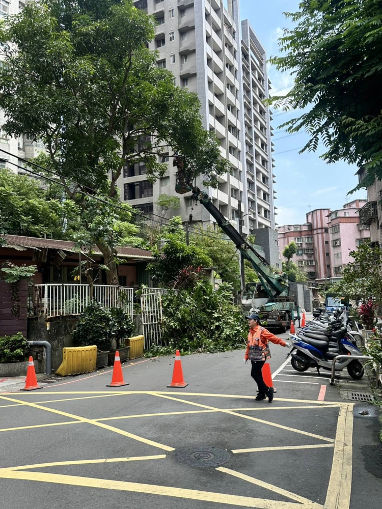 鋸樹修枝｜台北鋸樹修枝