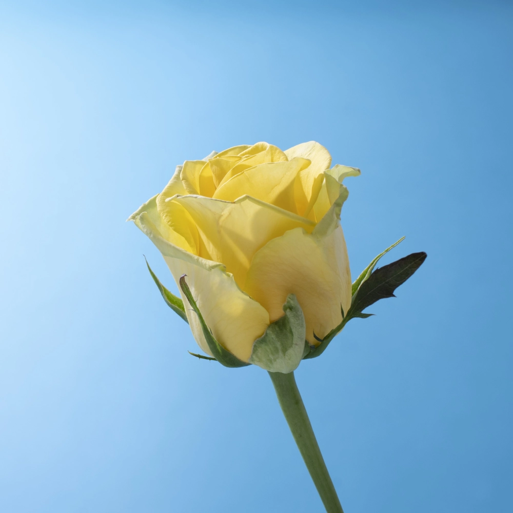 黃玫瑰代表的意思?不凋花訂製,台北不凋花訂製,土城不凋花訂製