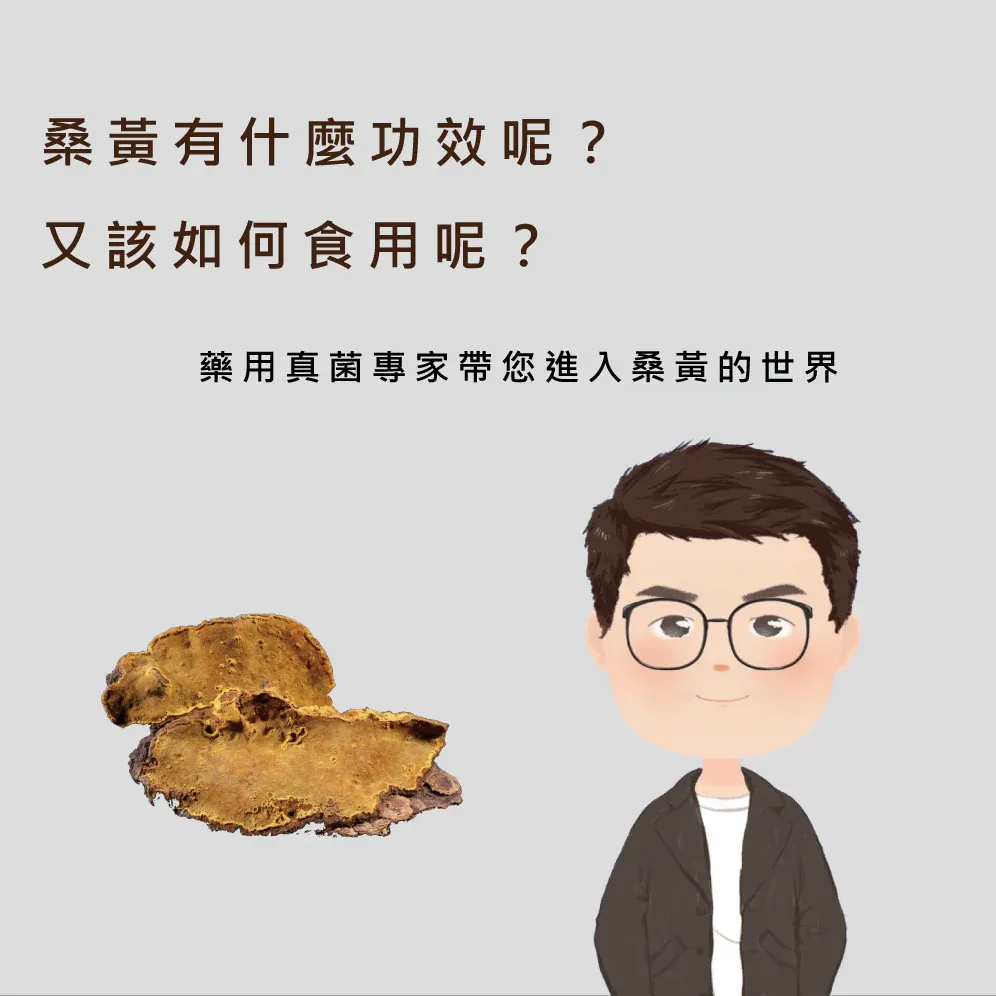 桑黃有什麼效果呢？又該如何食用呢？