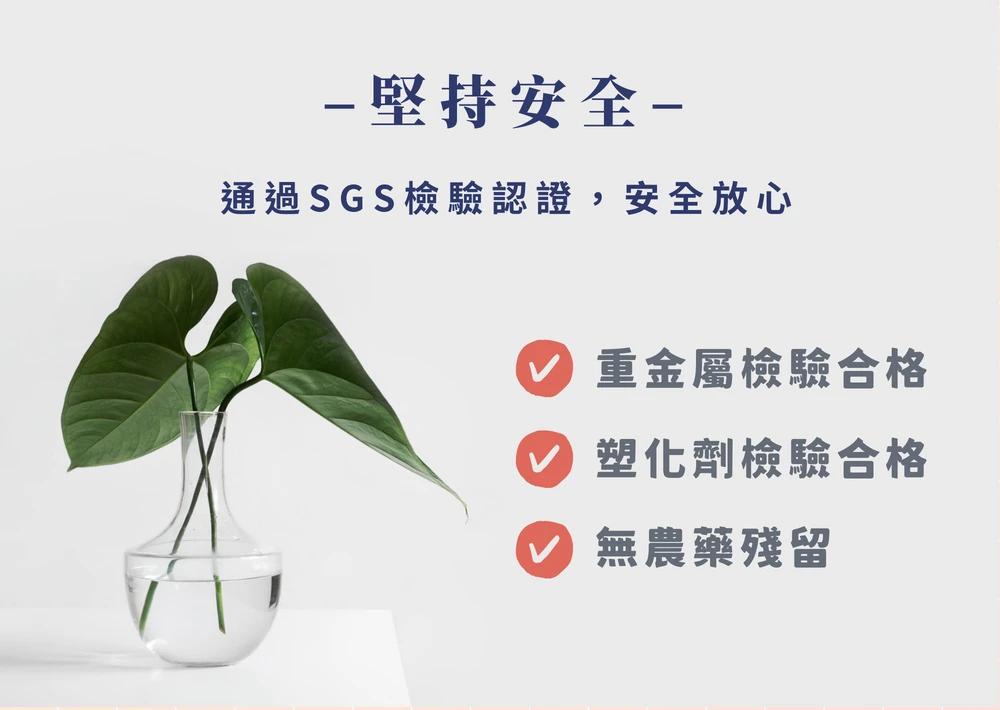 《華蕈中秋節優惠》極品牛樟芝膠囊 2瓶 + 桑黃膠囊 4瓶