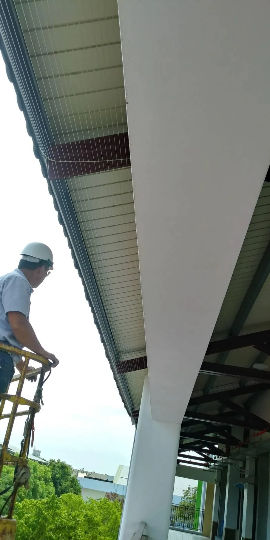 雲林莿桐國小 隱形鐵窗防鴿子施作工程