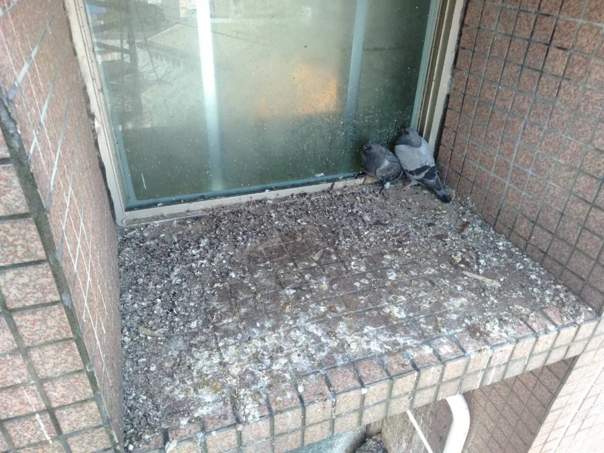台北富邦人壽辦公室 窗戶窗台隱形鐵窗防鴿工程