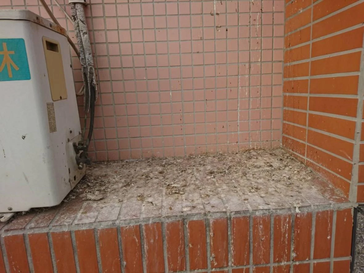 雲林虎尾科技大學 隱形鐵窗防鴿子工程