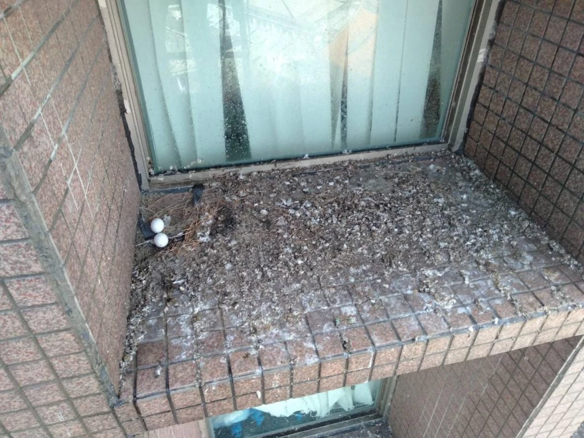 台北富邦人壽辦公室 窗戶窗台隱形鐵窗防鴿工程