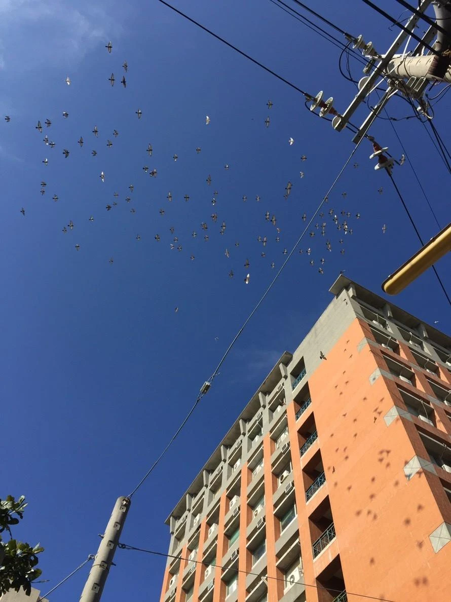 雲林虎尾科技大學 隱形鐵窗防鴿子工程
