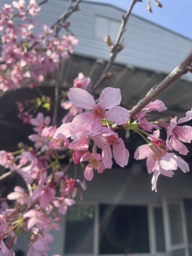 嘉義包車｜嘉義旅遊包車
