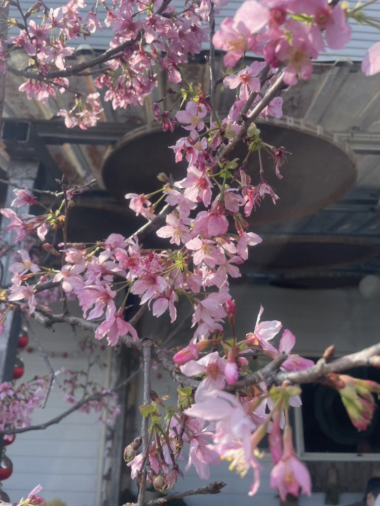 嘉義包車｜嘉義旅遊包車