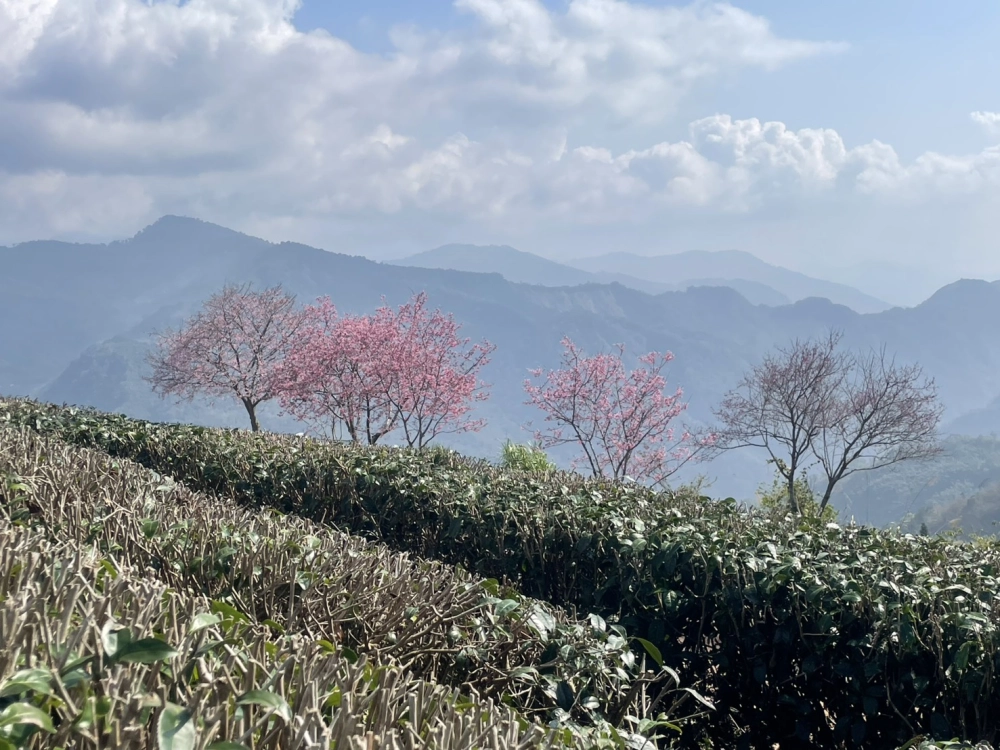 嘉義包車｜嘉義旅遊包車
