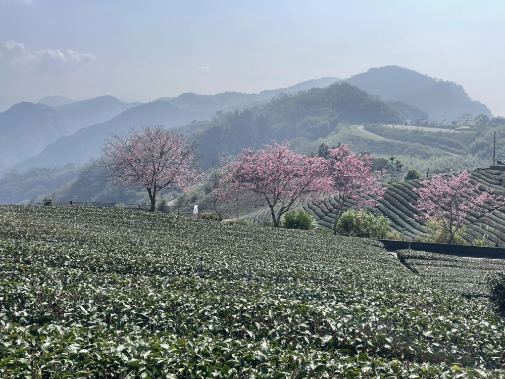 嘉義包車｜嘉義旅遊包車
